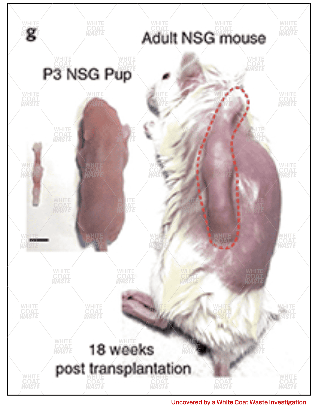 Comparison of adult NSG mouse and P3 NSG pup, illustrating developmental changes 18 weeks post transplantation.