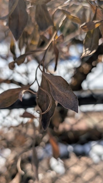 Tiny leaves taken with macro focus